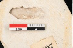 Foto (Detailansicht) von Quercus palaeoilex Ettingshausen (NHMW-GEO-2024-0188-8107)